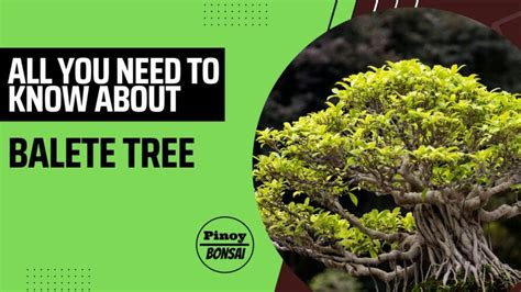 balete in english|BALETE: Definition of the Tagalog word balete in English..